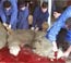 Schchtung eines Schafes / Bild: EPA