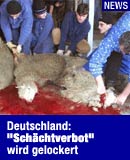 Schchtung eines Schafs / Bild: EPA