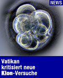 Drei Tage alter geklonter menschlicher Embryo / Bildquelle: EPA/RBM ONLINE